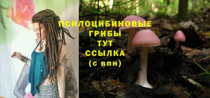 Псилоцибиновые грибы Cubensis  хочу   Новосибирск 