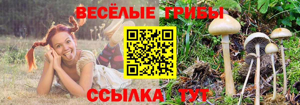 Галлюциногенные грибы MAGIC MUSHROOMS  Вход с VPN  Новосибирск 